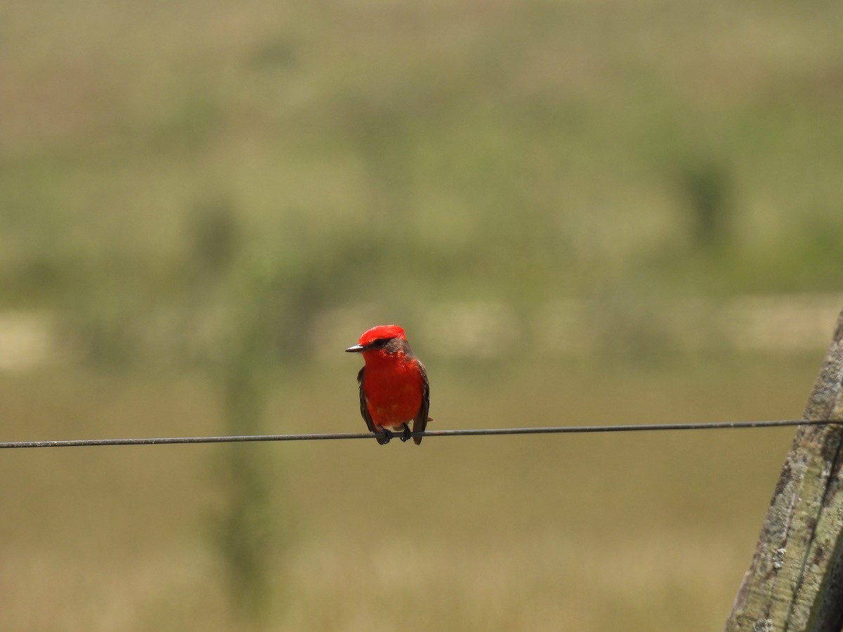 Vermilion Flycatcher - ML612039238