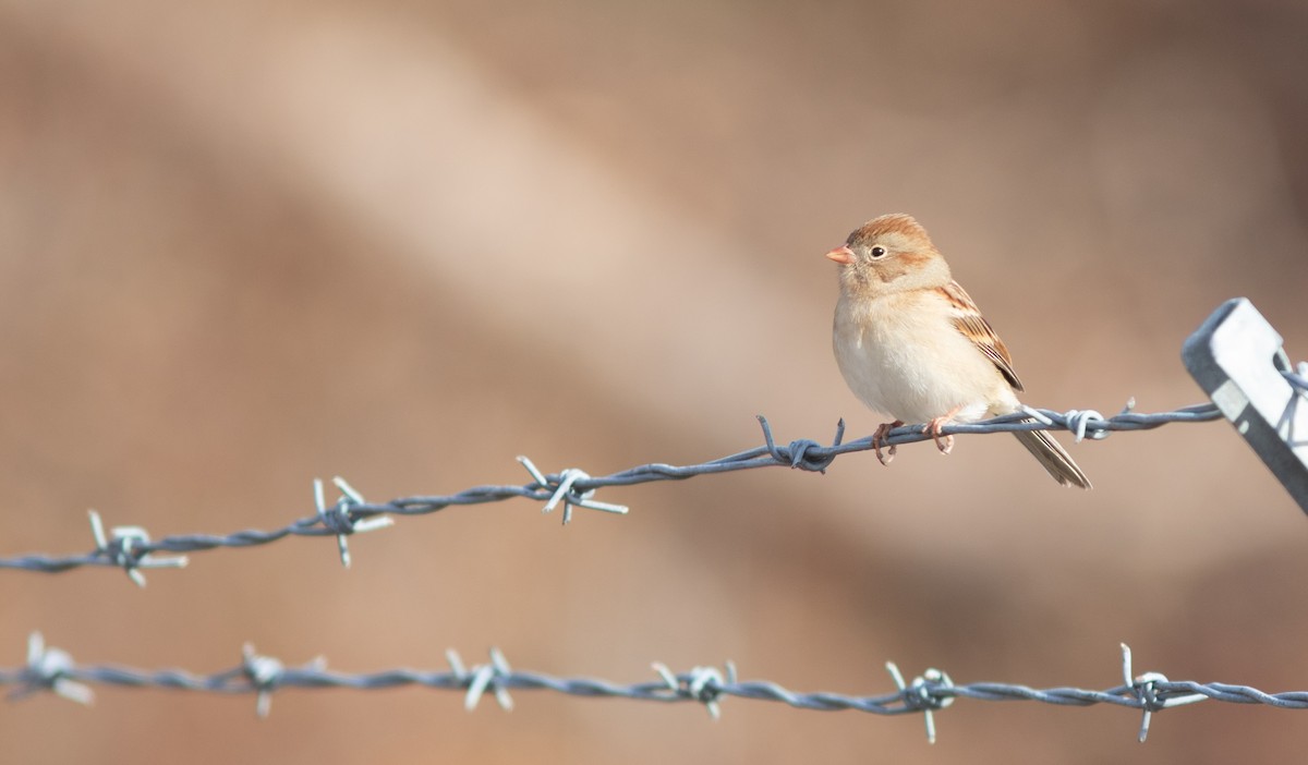 Field Sparrow - ML612039310