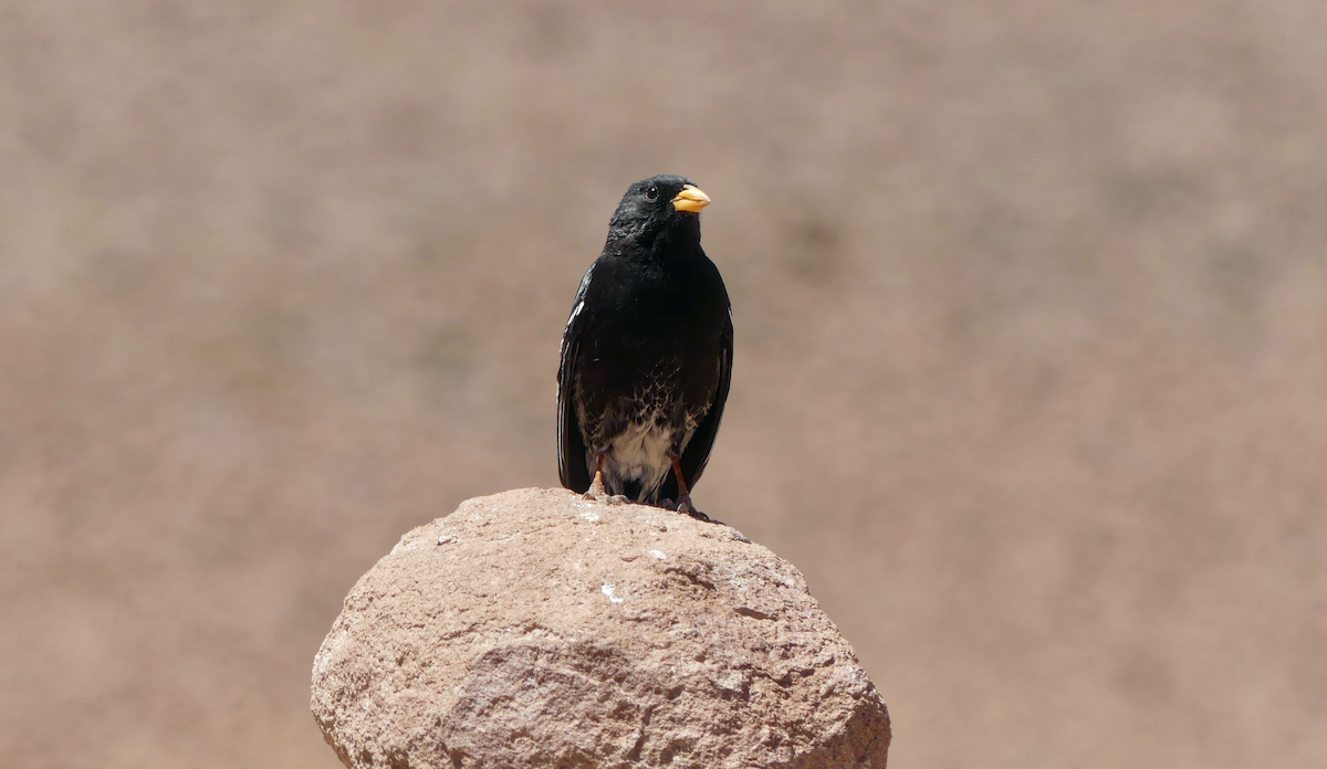 Mourning Sierra Finch - N Jones