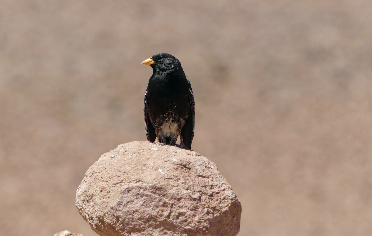 Mourning Sierra Finch - N Jones