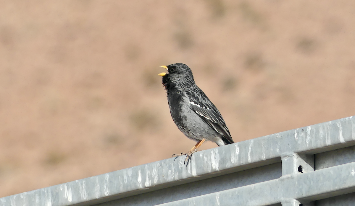 Mourning Sierra Finch - ML612039335