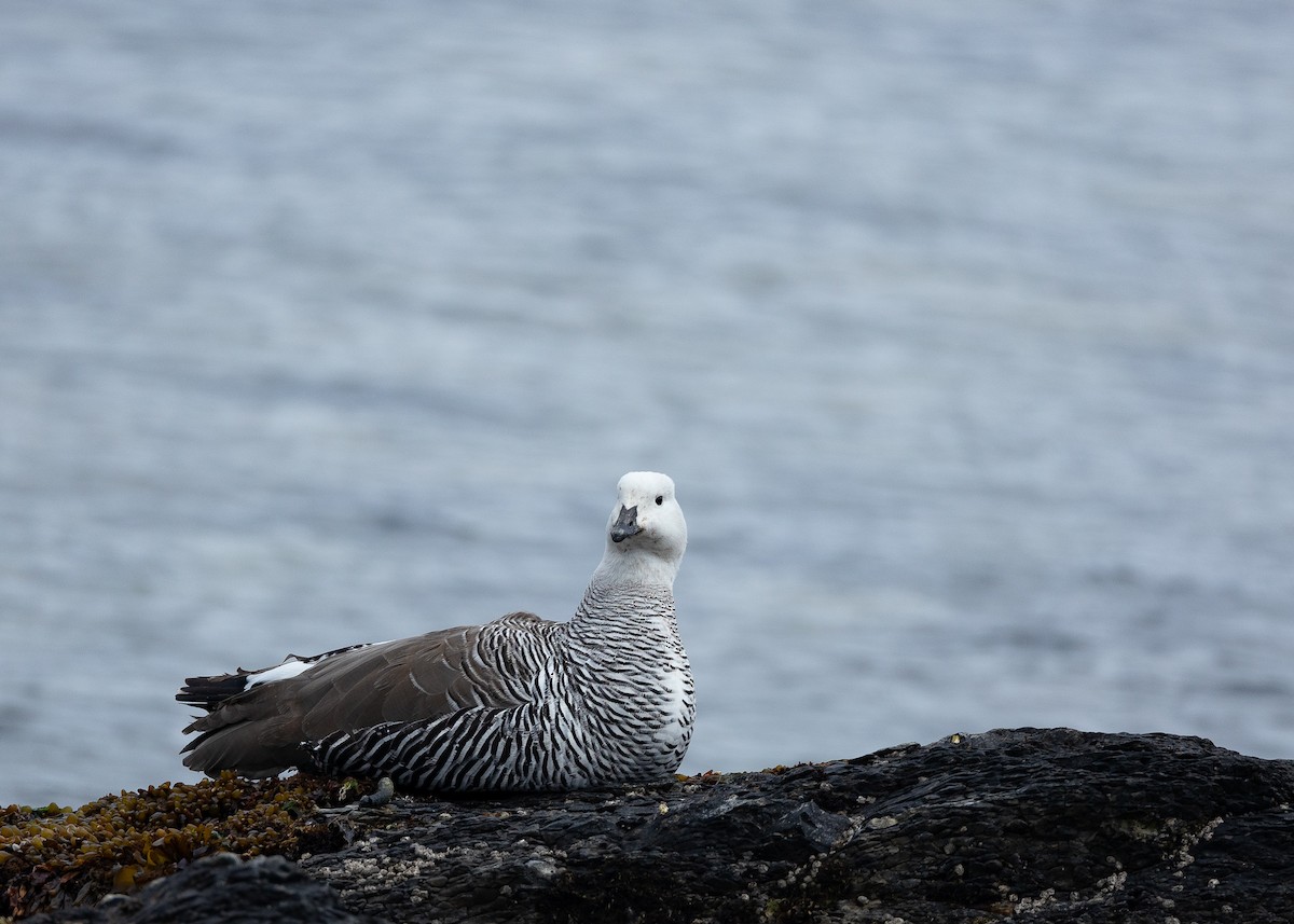 Upland Goose - ML612039350