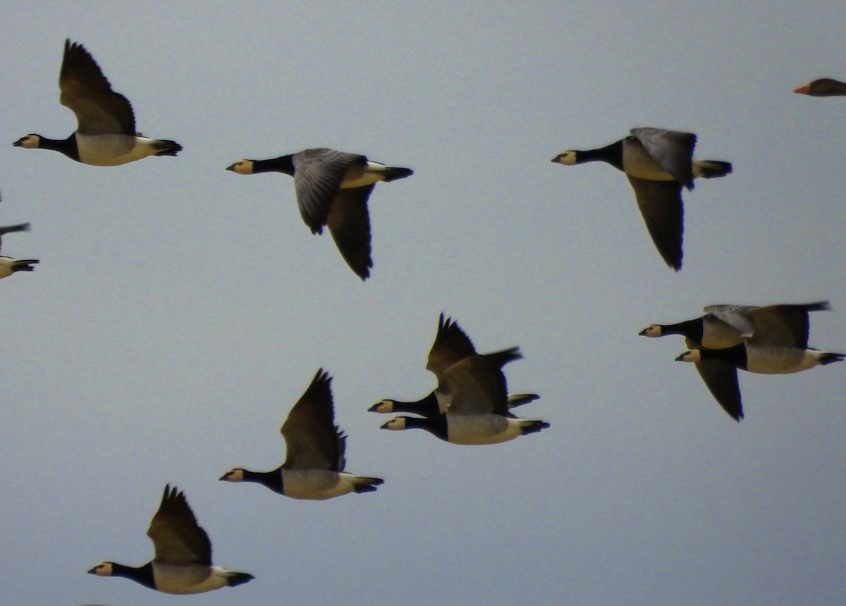 Barnacle Goose - ML612039416