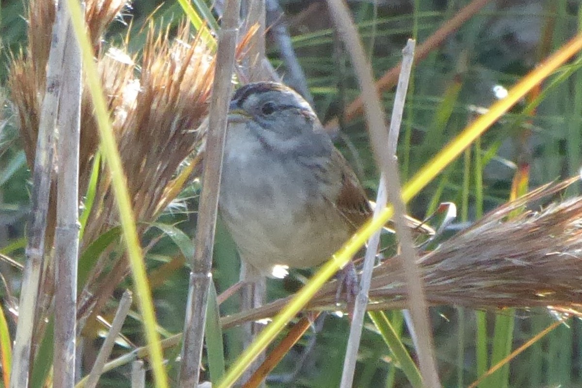 Swamp Sparrow - ML612039432