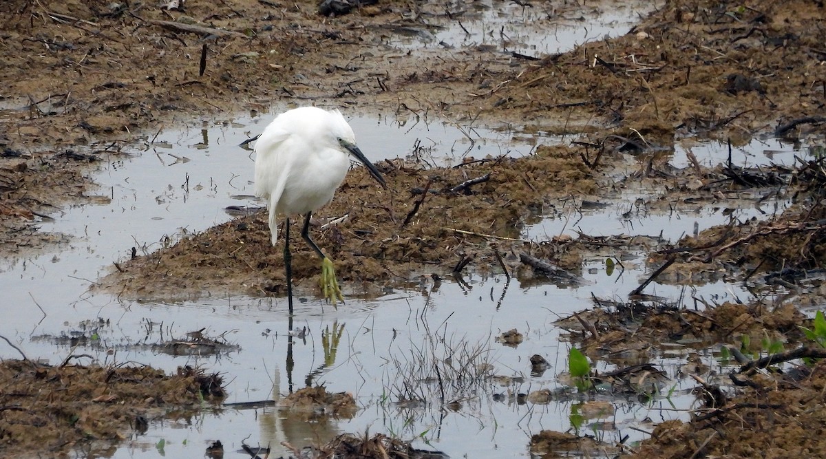 Little Egret - ML612039442