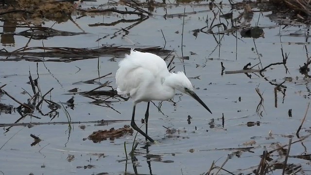 Little Egret - ML612039443