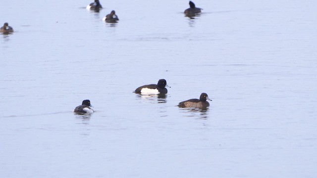 Tufted Duck - ML612039468
