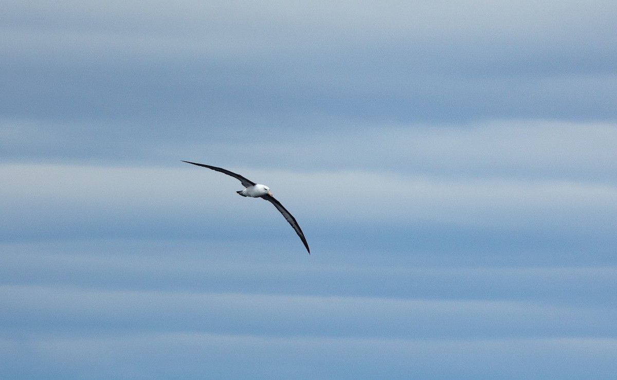 Black-browed Albatross (Black-browed) - ML612039512