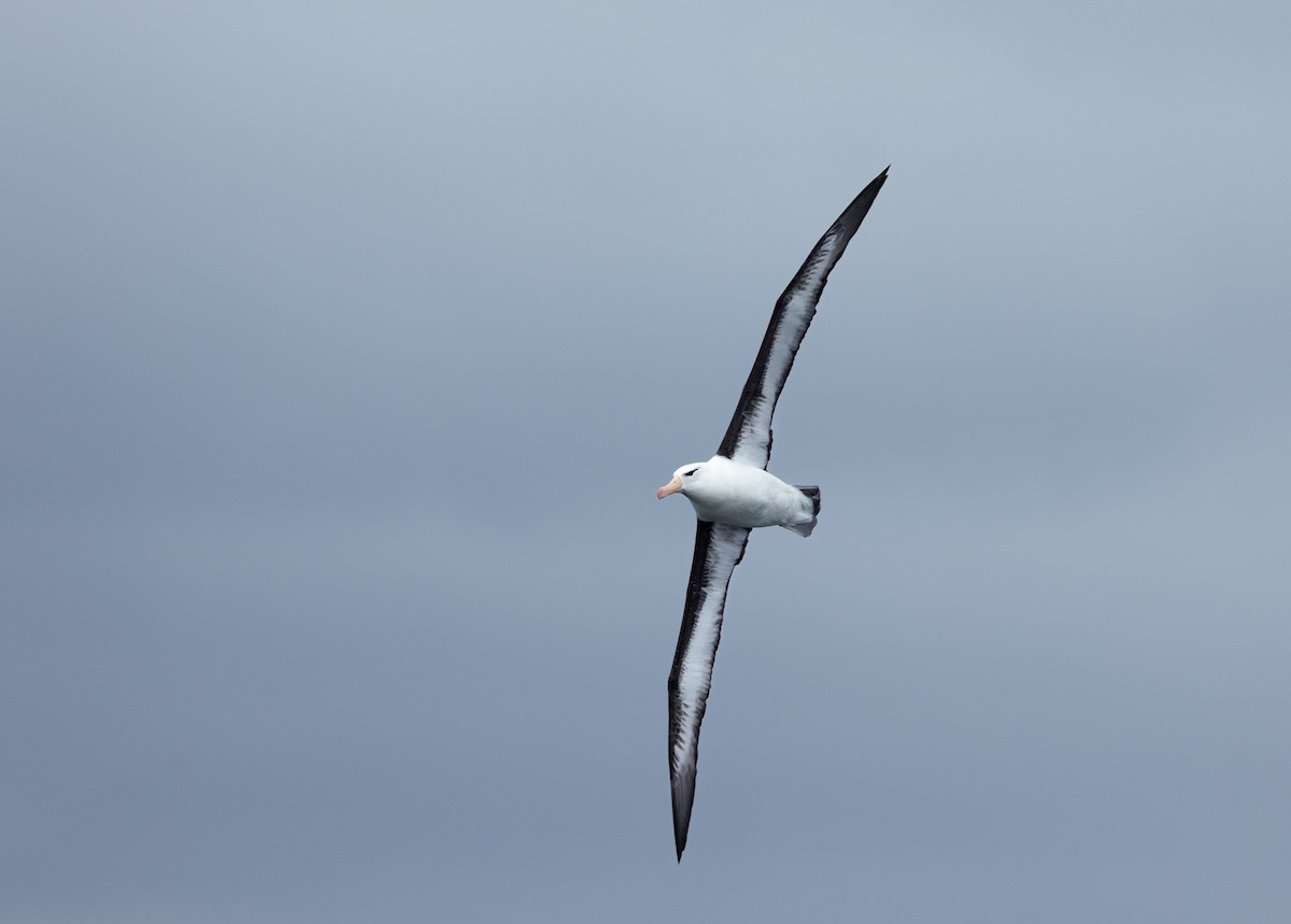 Чернобровый альбатрос (melanophris) - ML612039513