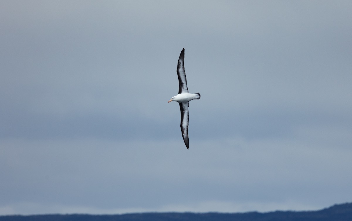 Чернобровый альбатрос (melanophris) - ML612039515