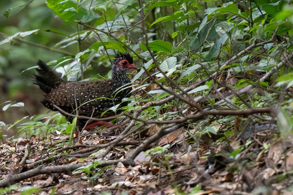 Nahan's Partridge - ML612039588