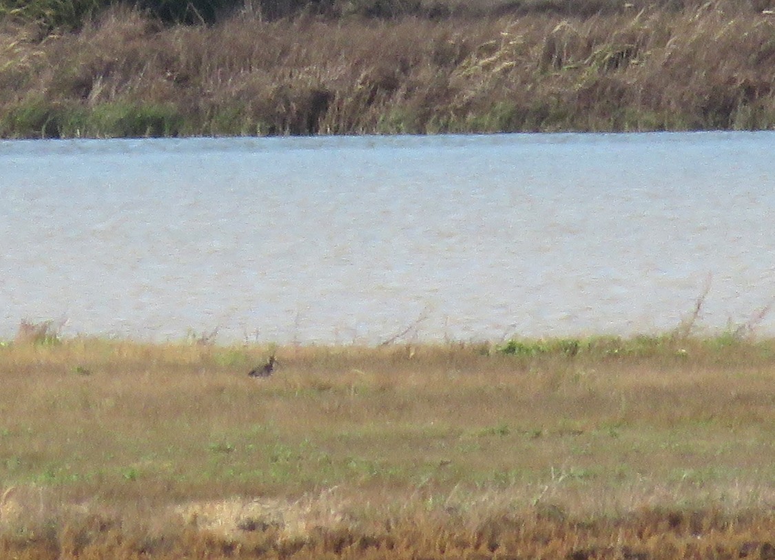 Eurasian Curlew - ML612039605