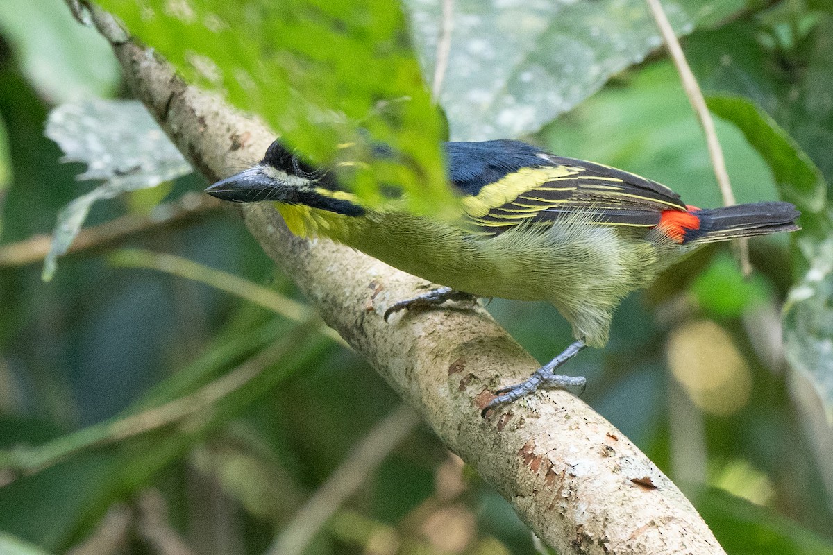 Rotbürzel-Bartvogel - ML612039645