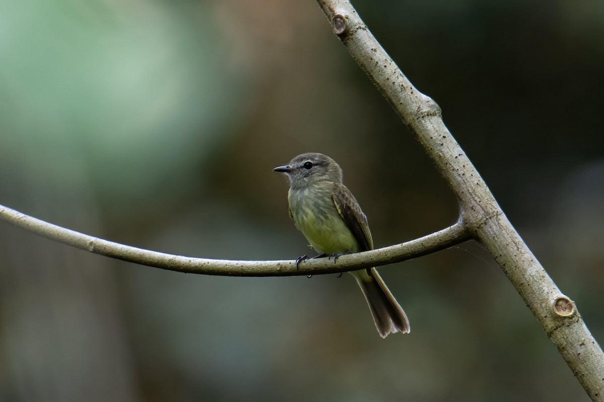 Greenish Elaenia (Greenish) - Andrew Newmark