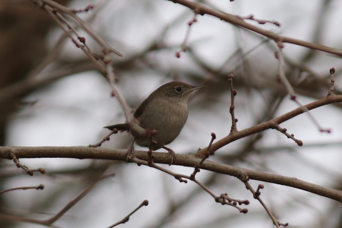 Northern House Wren - ML612039732