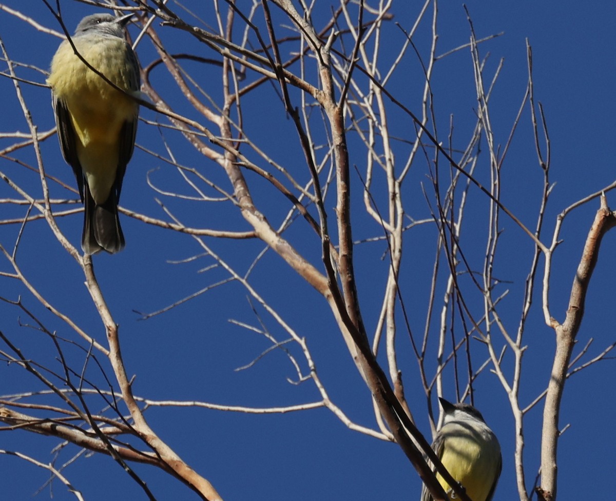 Cassin's Kingbird - ML612039771