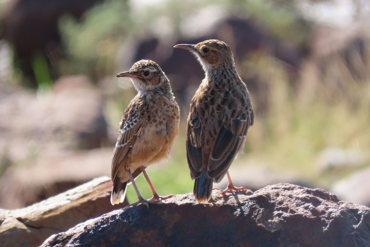 Spike-heeled Lark (Spike-heeled) - ML612039790