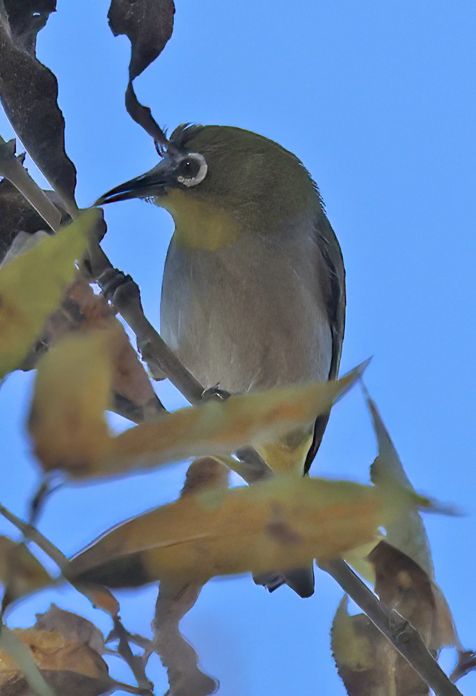 Swinhoe's White-eye - ML612039794