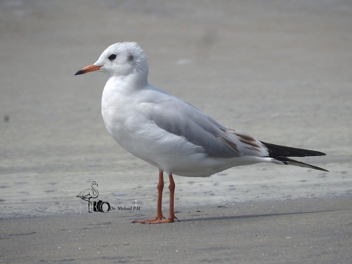 Mouette rieuse - ML612039795