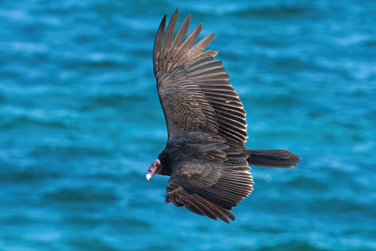 Turkey Vulture - ML612039826
