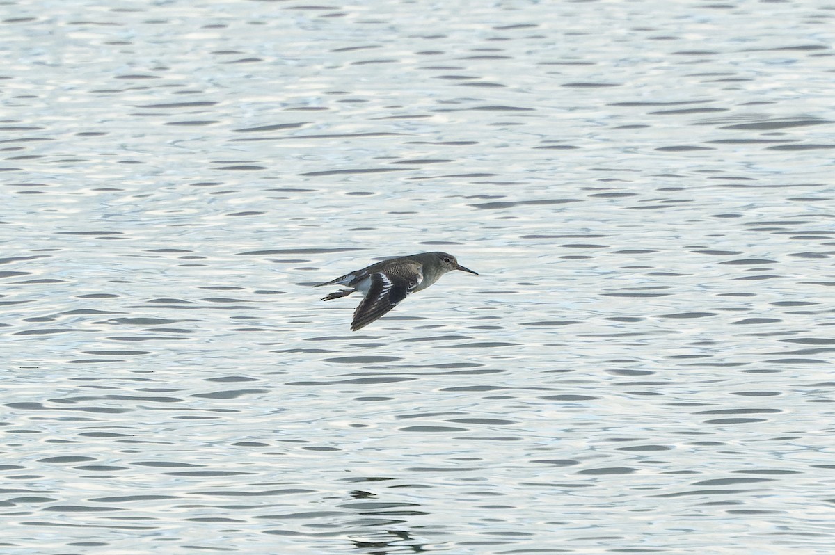 Common Sandpiper - Donald Davesne