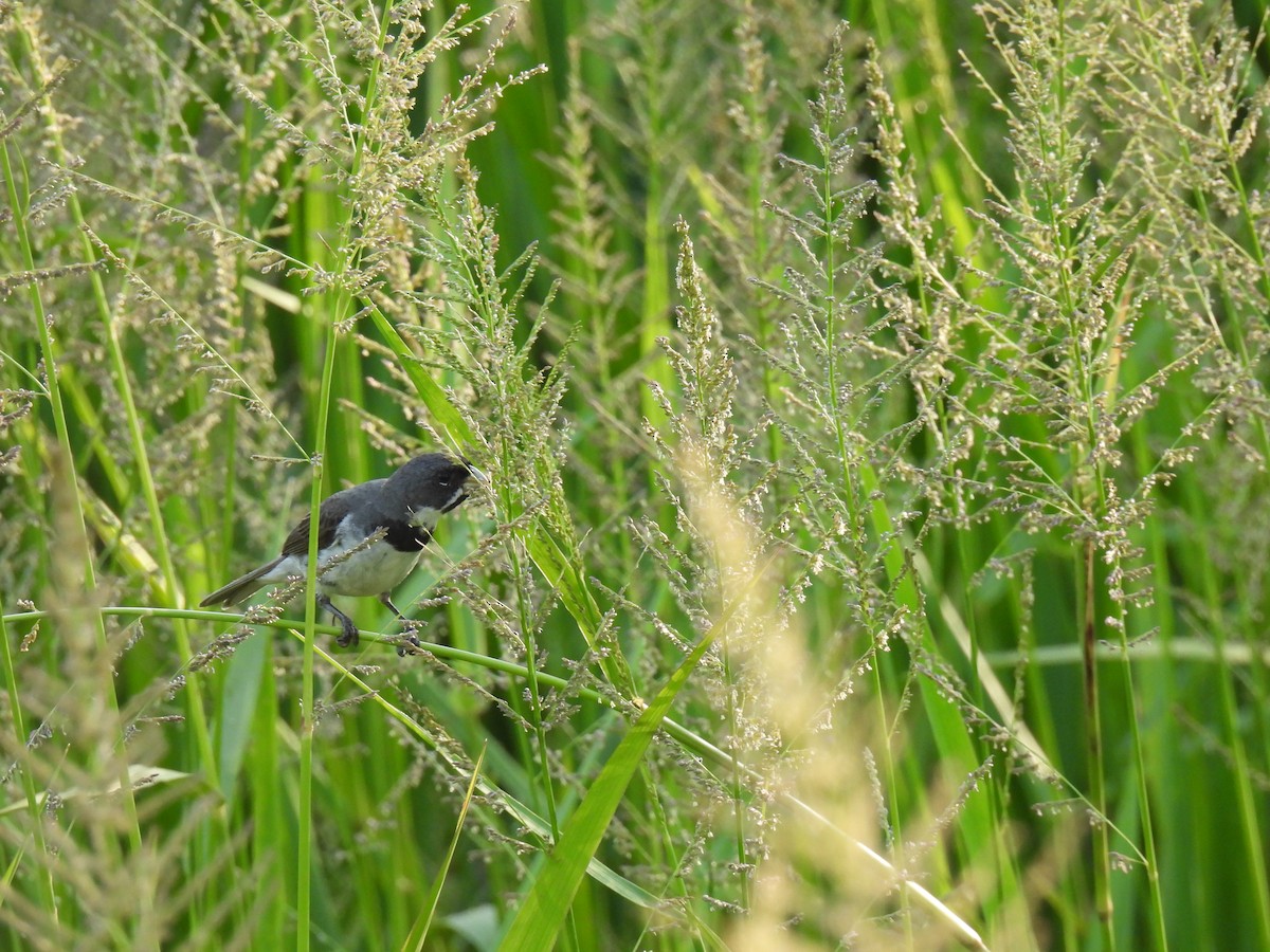Double-collared Seedeater - ML612039860
