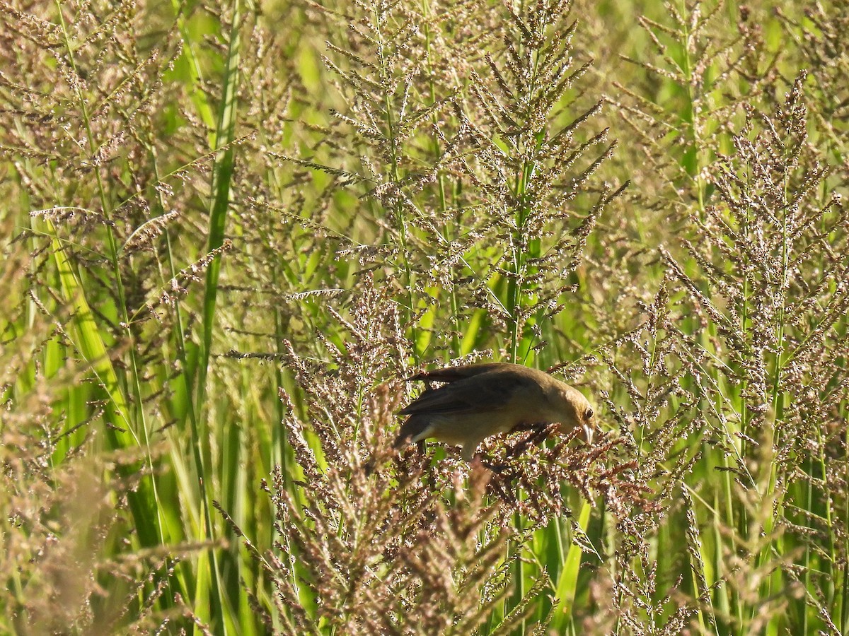 Double-collared Seedeater - ML612039861