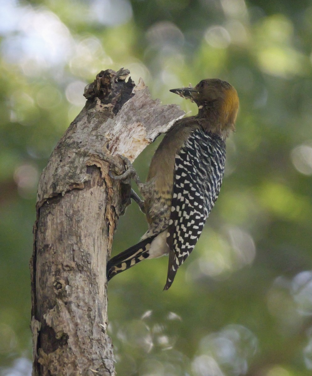 Hoffmann's Woodpecker - ML612039875