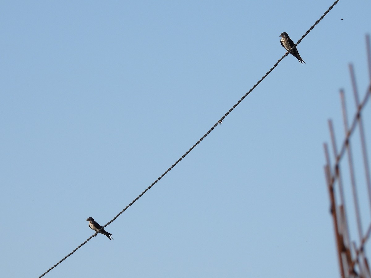 Gray-breasted Martin - ML612039898