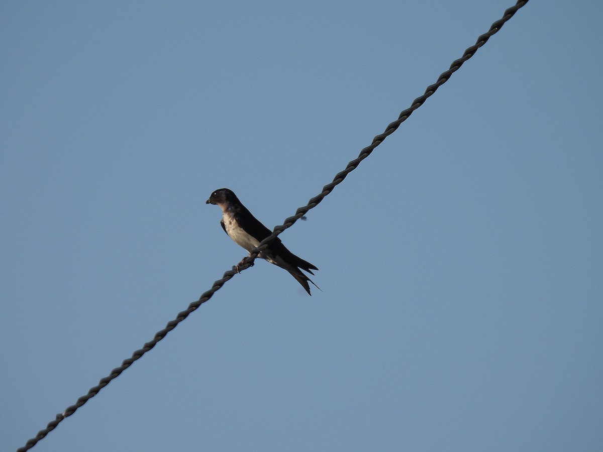 Gray-breasted Martin - ML612039899