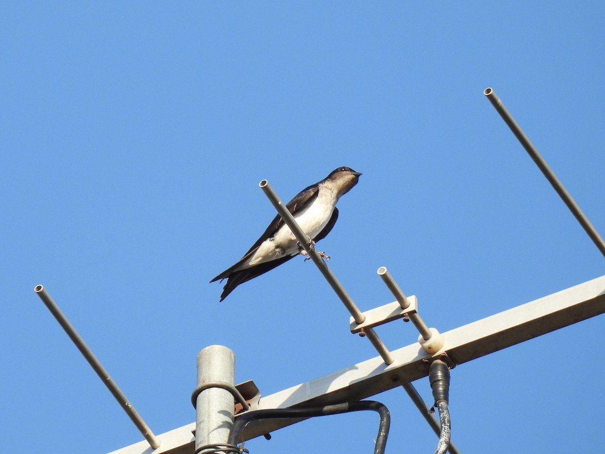 Gray-breasted Martin - ML612039910