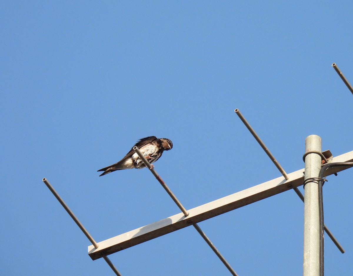 Gray-breasted Martin - ML612039912