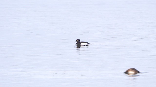 Tufted Duck - ML612039916