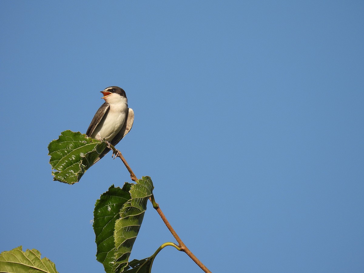 White-rumped Swallow - ML612039930