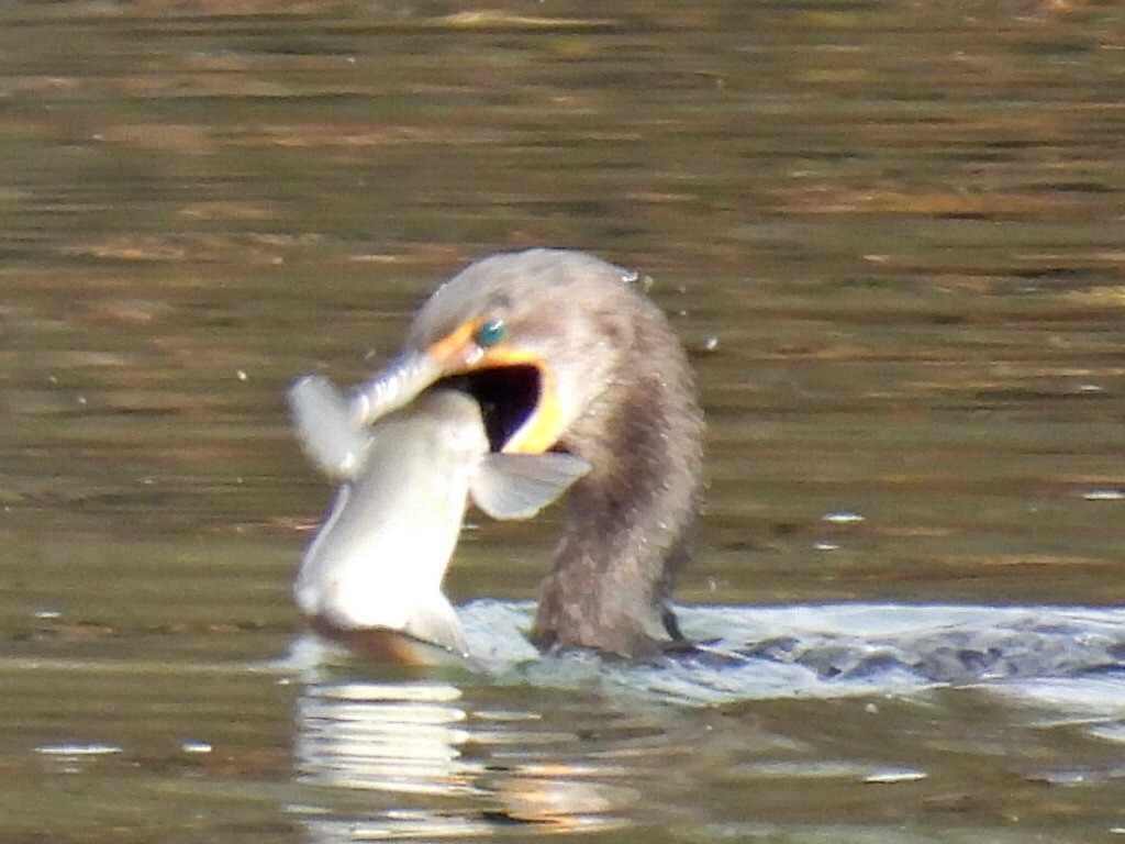 Double-crested Cormorant - ML612039954