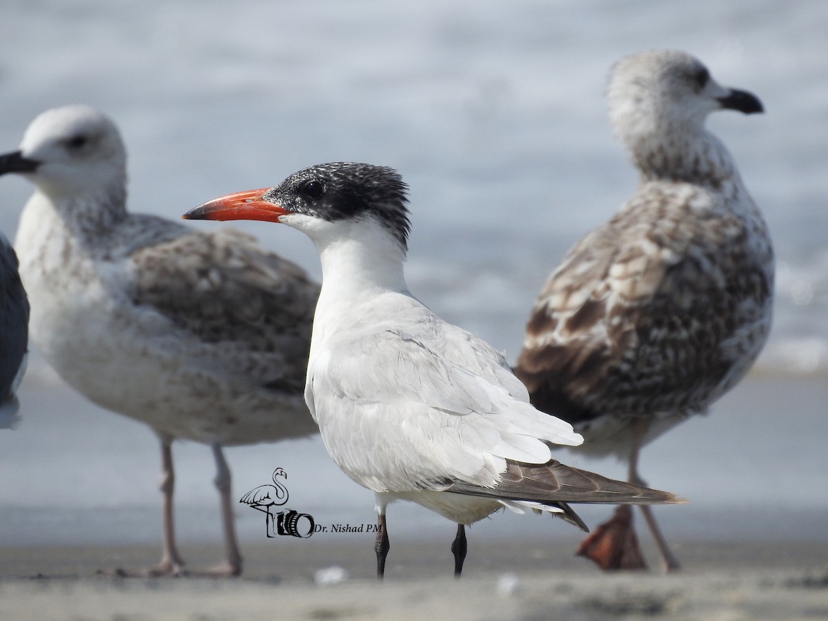 Морин хараалай - ML612039955