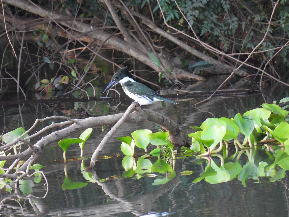 Amazon Kingfisher - ML612039960