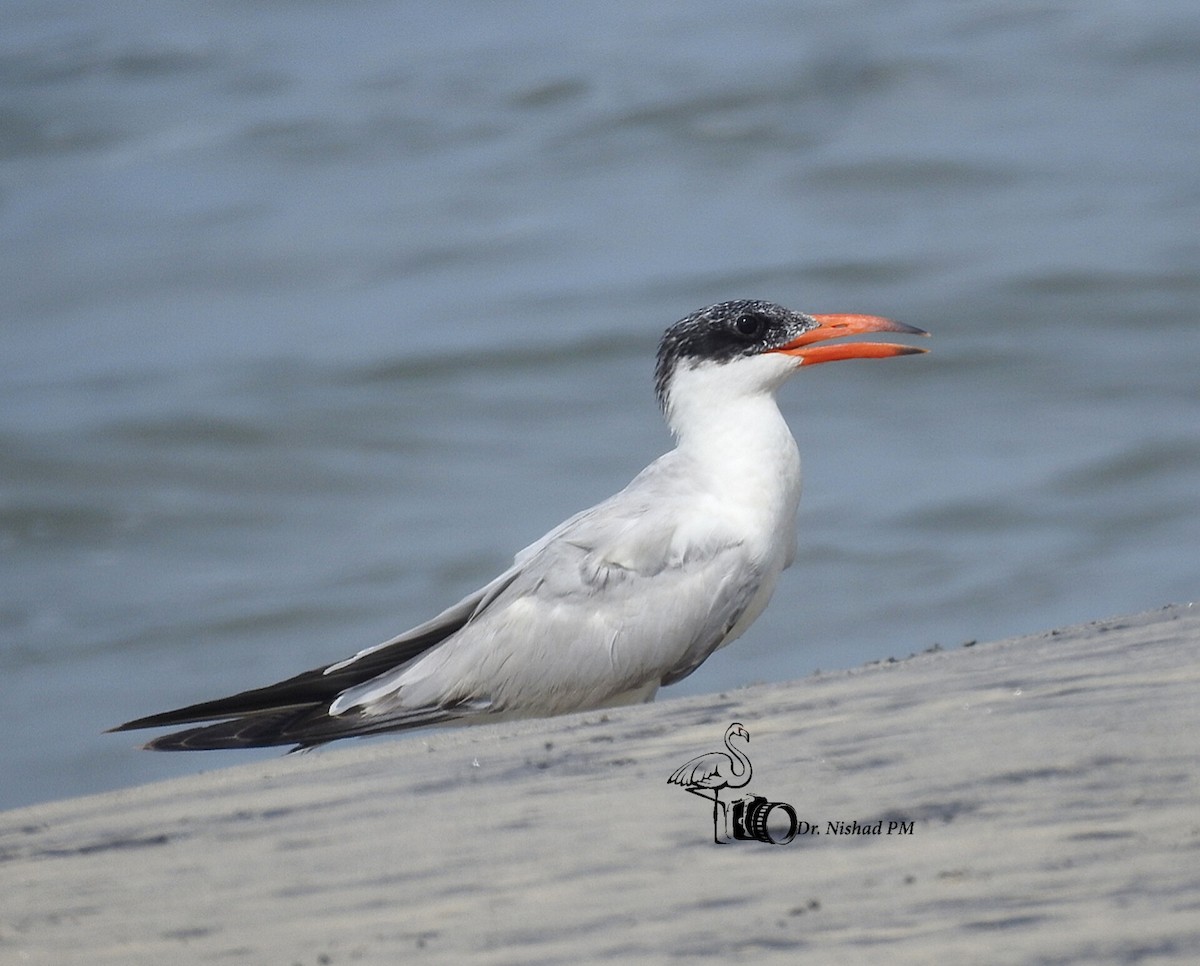 Морин хараалай - ML612039965