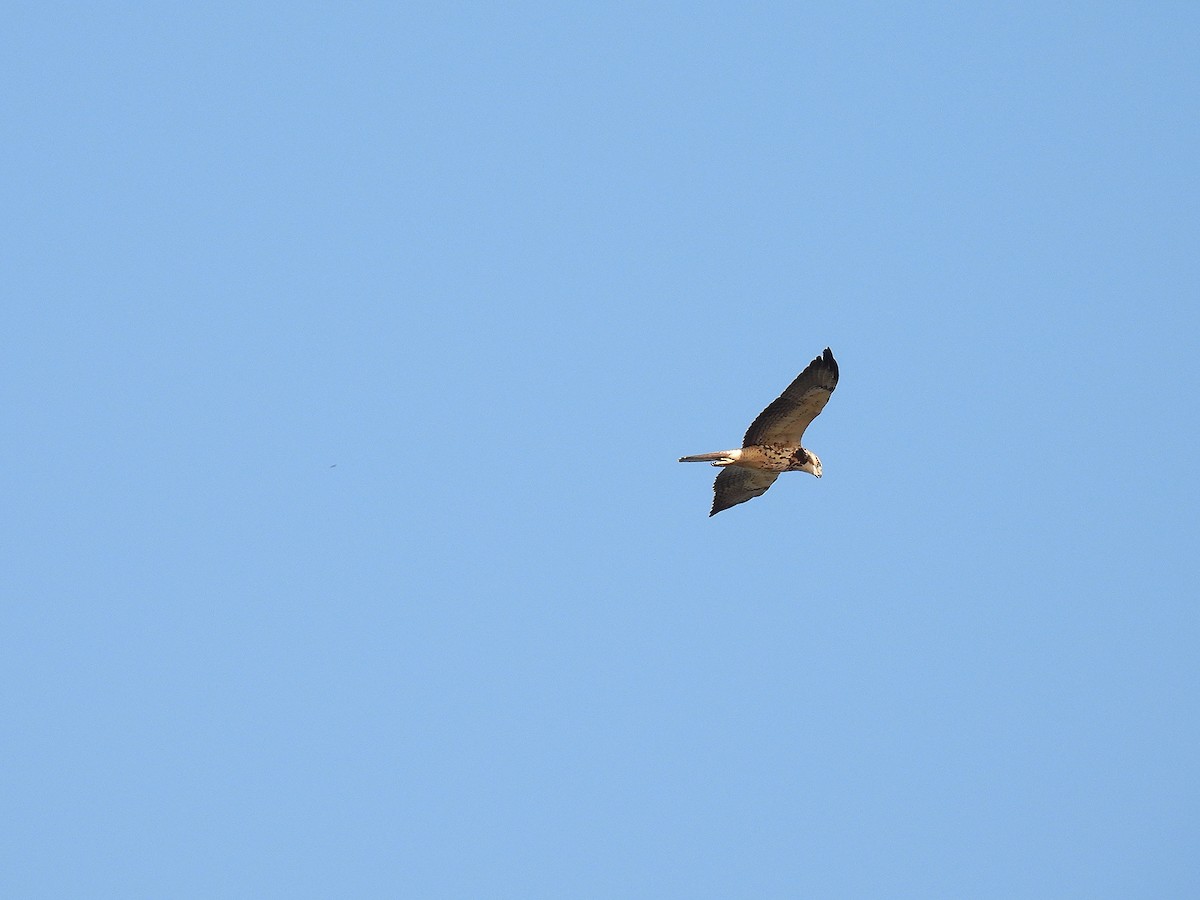 Swainson's Hawk - Silvana Mallo