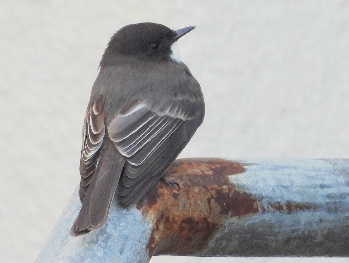 Black Phoebe - Nick & Jane