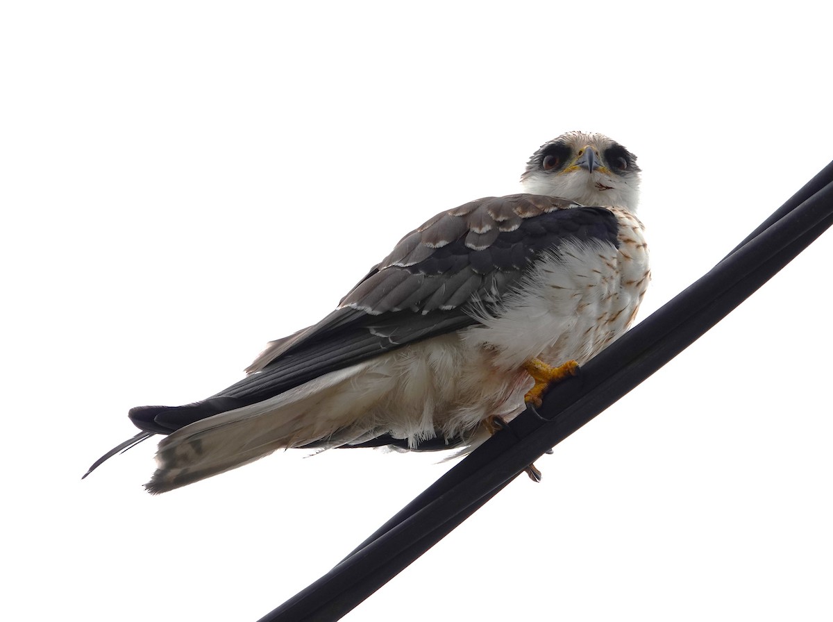 White-tailed Kite - Edurne Ugarte