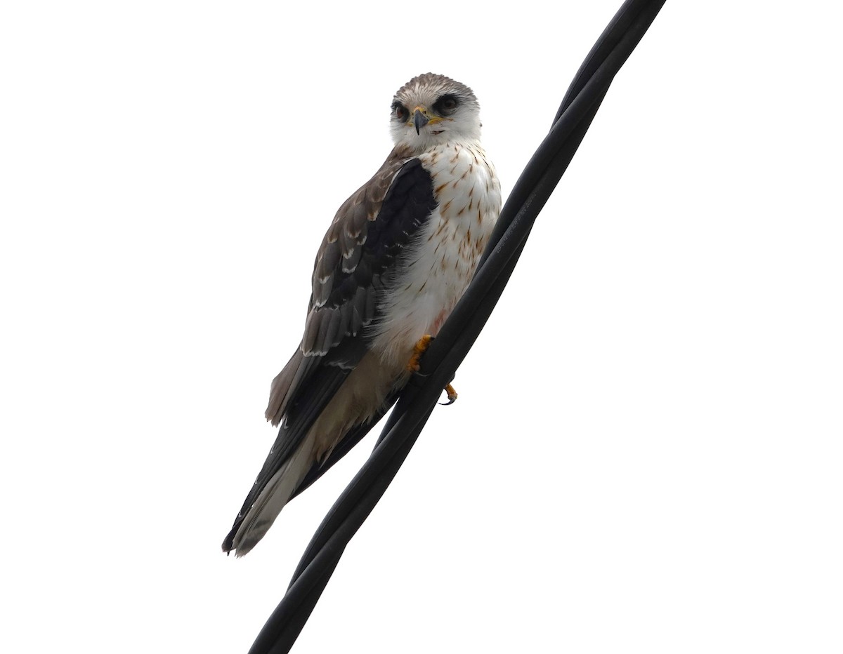 White-tailed Kite - Edurne Ugarte