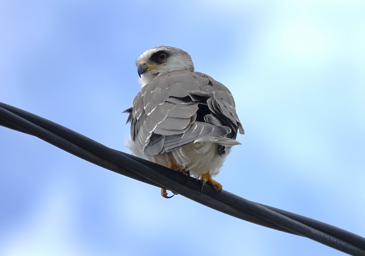 White-tailed Kite - Edurne Ugarte