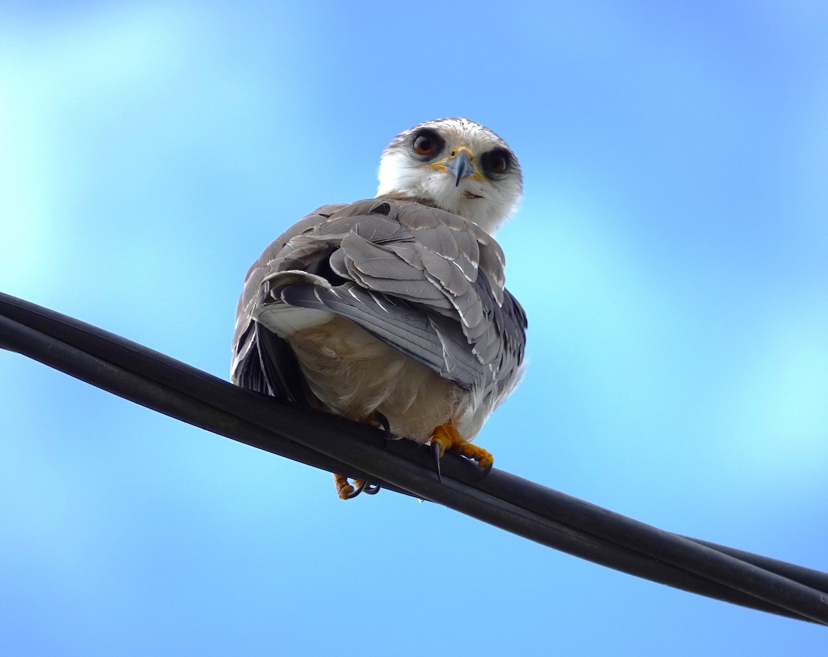 White-tailed Kite - ML612040101