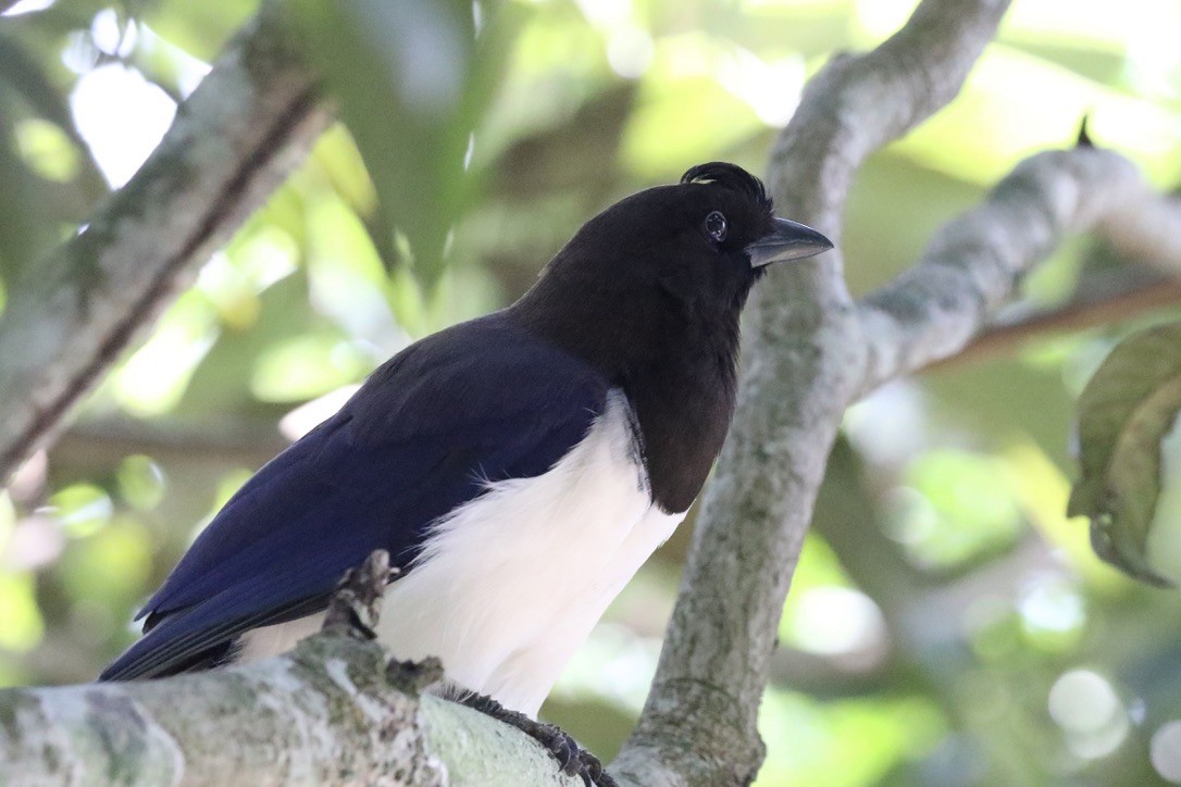 Curl-crested Jay - ML612040146