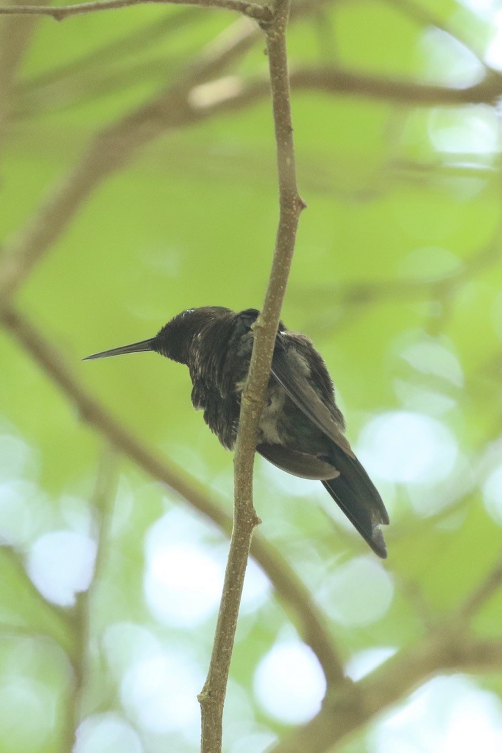 Swallow-tailed Hummingbird - ML612040163