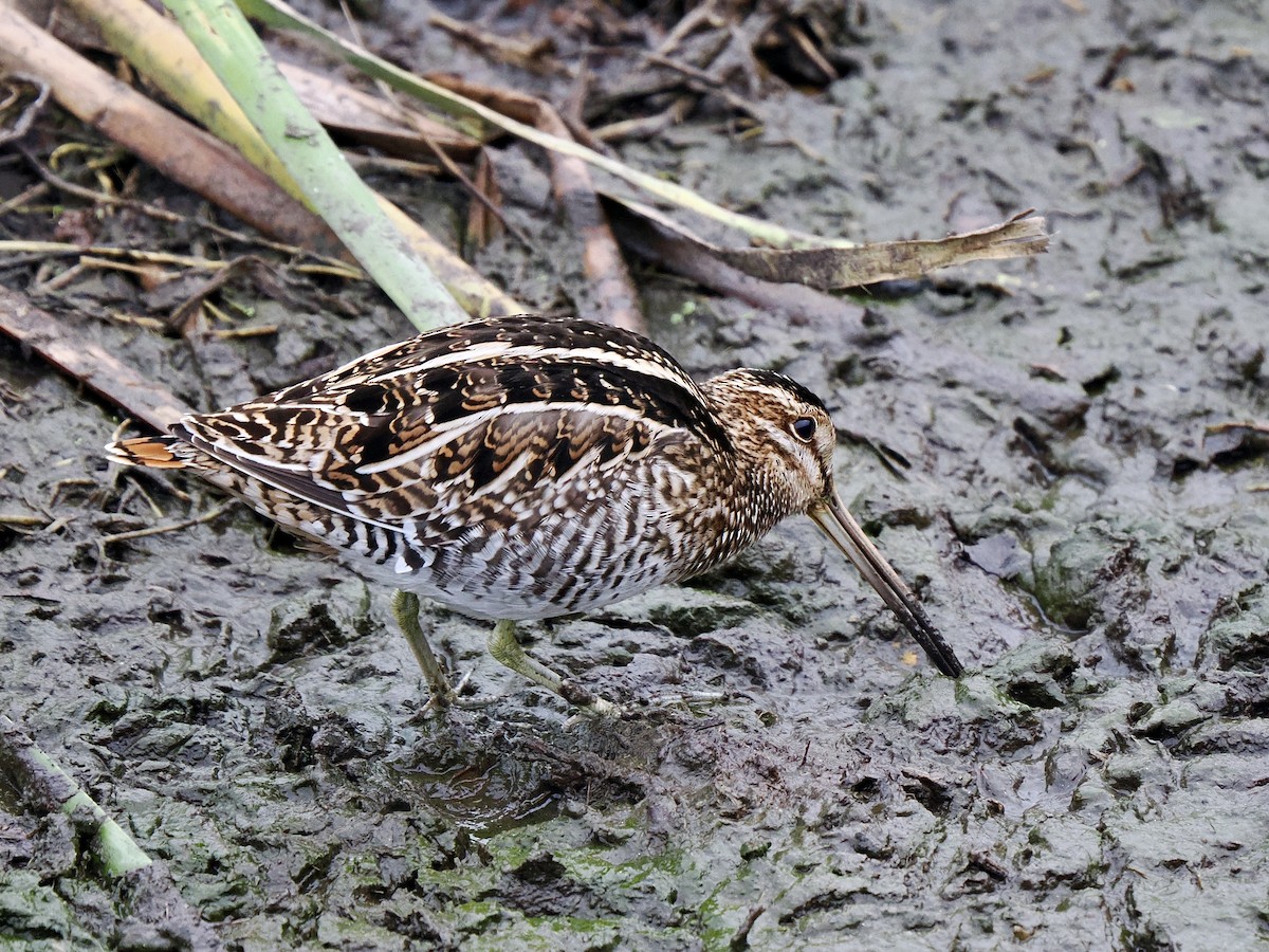 Wilson's Snipe - ML612040170