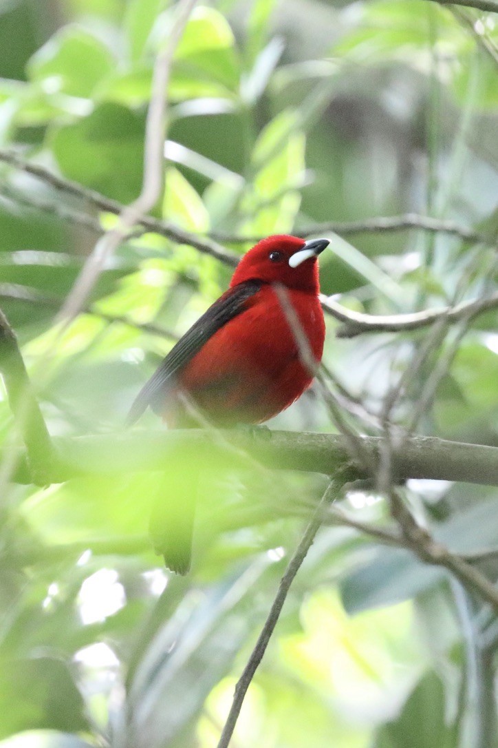 Tangara Brasileña - ML612040238