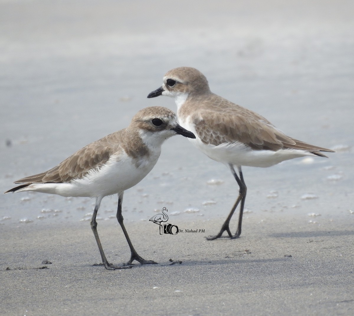 Зэвэн хиазат - ML612040253