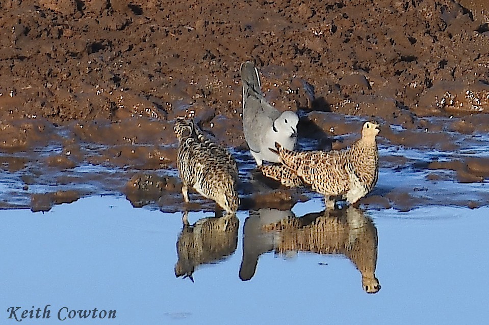 Black-faced Sandgrouse - ML612040264